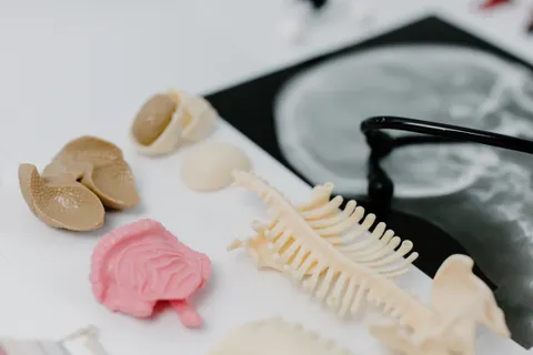 Anatomical models and medical study materials on a desk